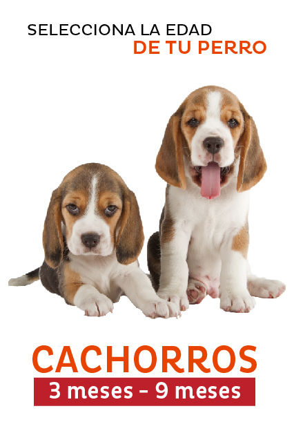 cachorros-01